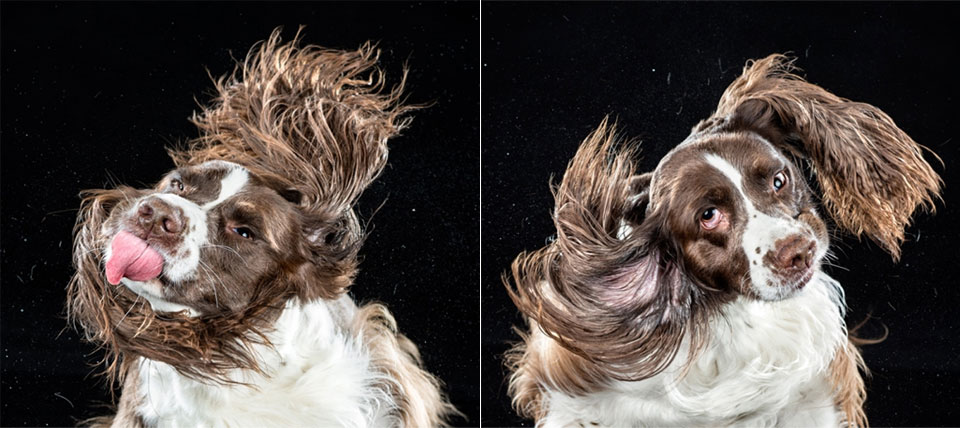 Dog Shake