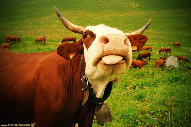 624226688_8b3dc6324b_o