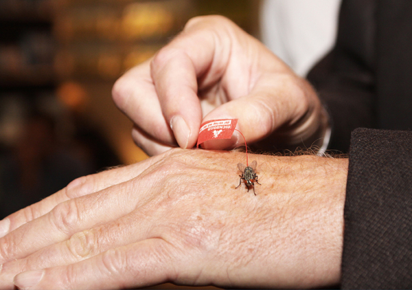 flyvertising-the-world-s-first-fly-banner-4