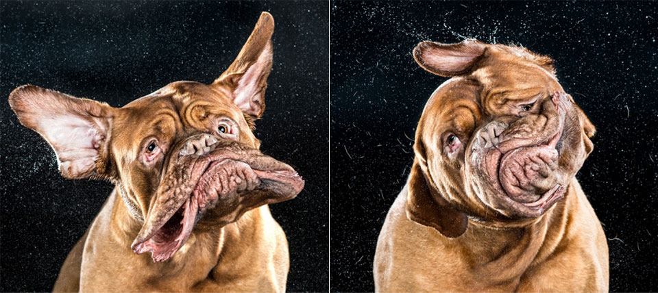 Dog Shake