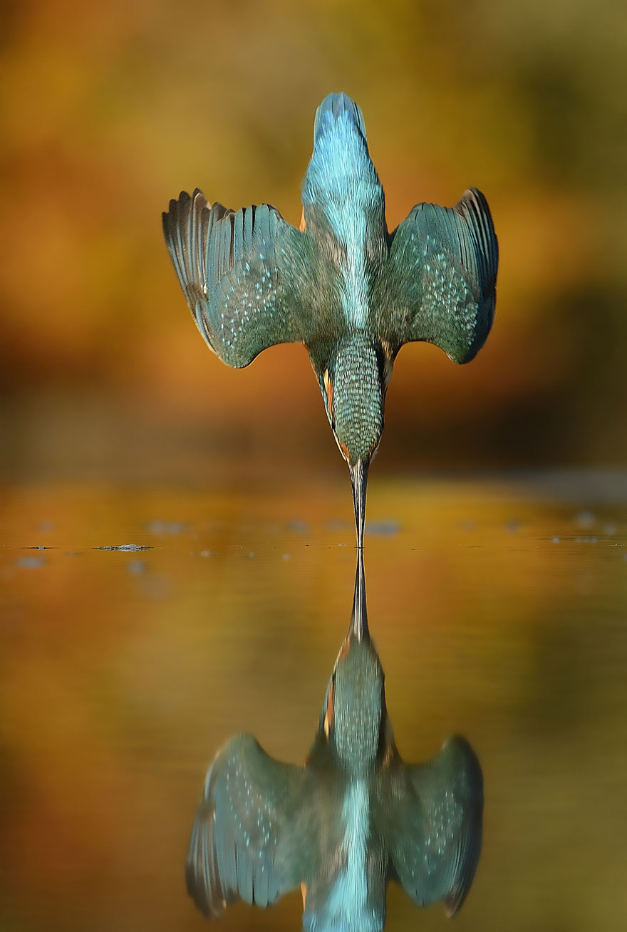 alan-mcfayden-kingfisher-2