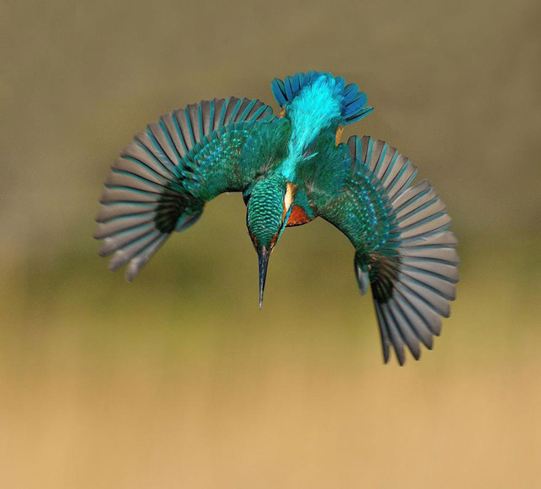 alan-mcfayden-kingfisher-4