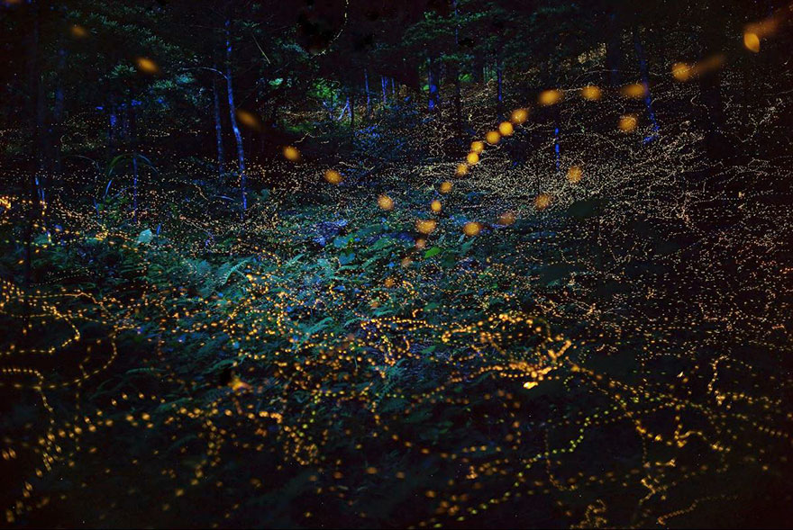 Fireflies Japan 2016