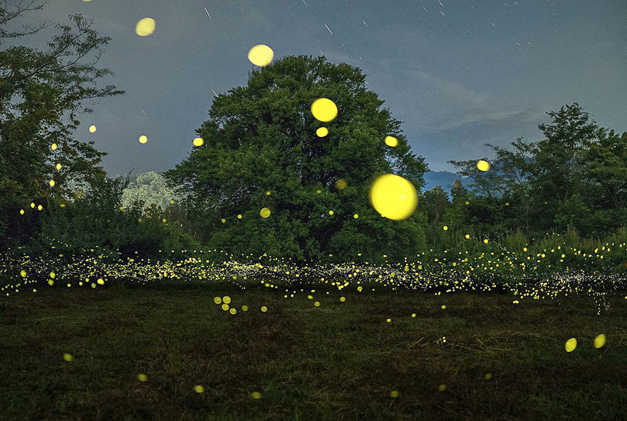 Fireflies Japan 2016