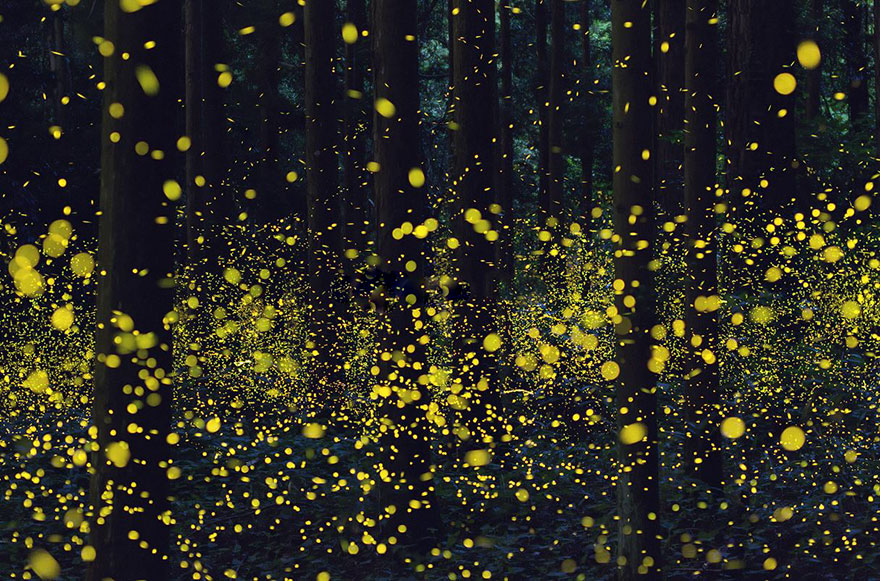 Fireflies Japan 2016