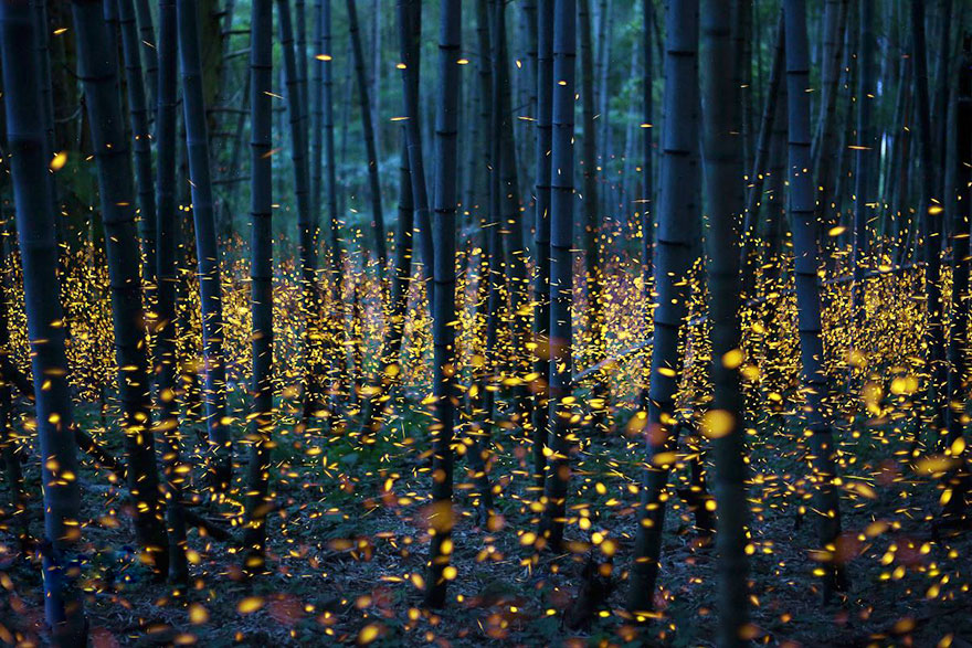 Fireflies Japan 2016