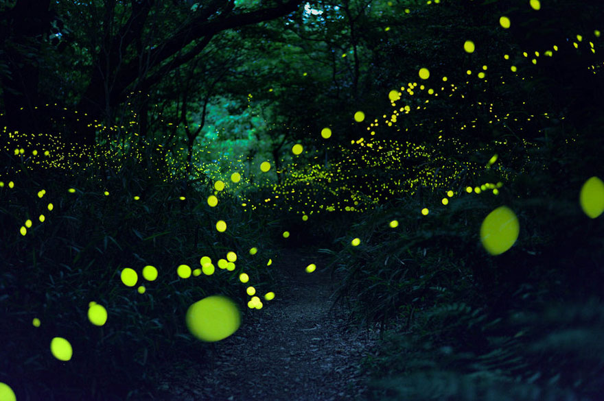 Fireflies Japan 2016