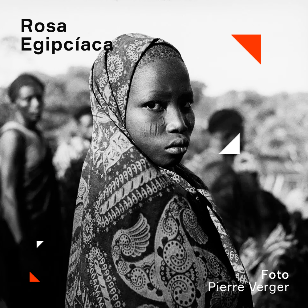 Capa - Rosa Egipcíaca
