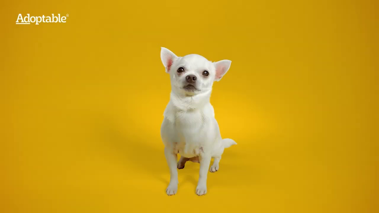 Capa - Cannes Lions 2024: A águia pousou