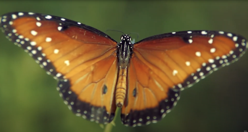 Animal, Butterfly, Insect, Invertebrate, Monarch