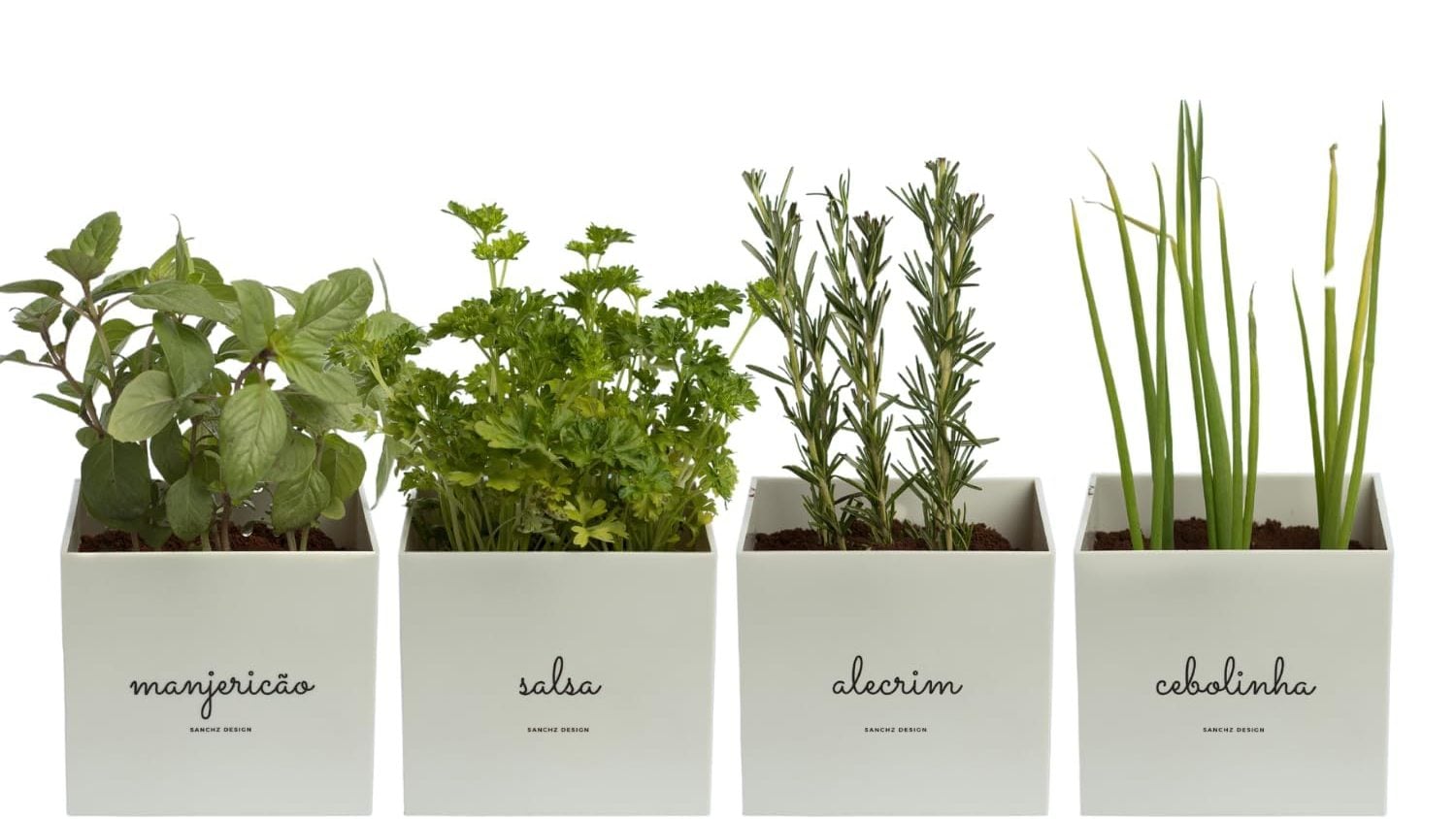  Herbs, Plant, Herbal, Parsley
