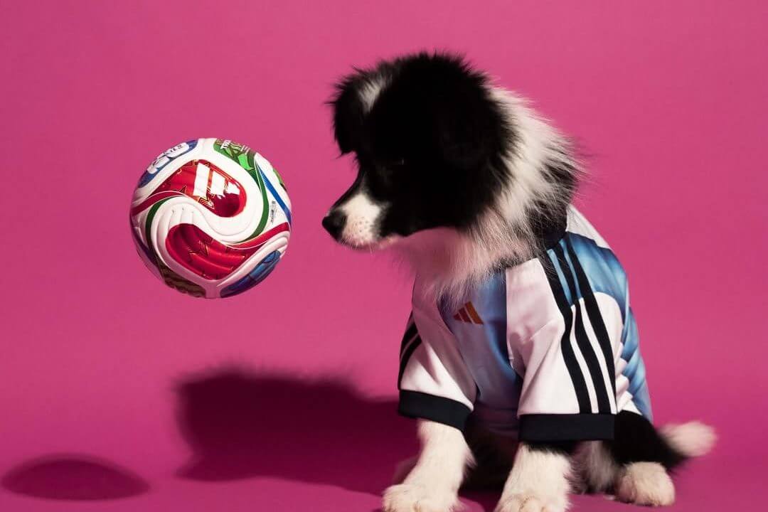 Ball, football, Soccer, Soccer Ball, Sport, Sphere, Animal, Canine, Dog, Mammal, pet, Puppy