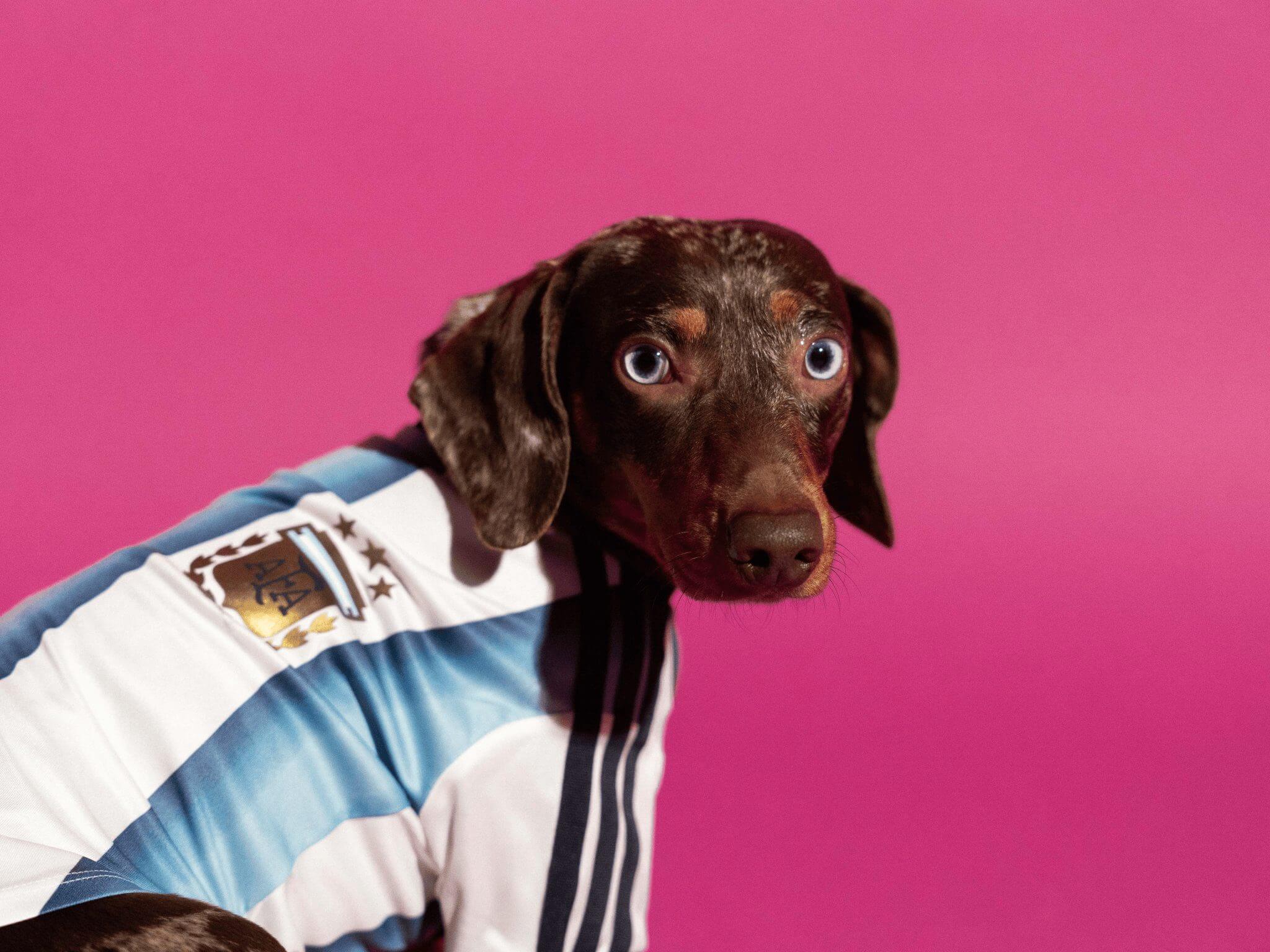 Animal, Canine, Dog, Hound, Mammal, pet, Puppy, Pointer