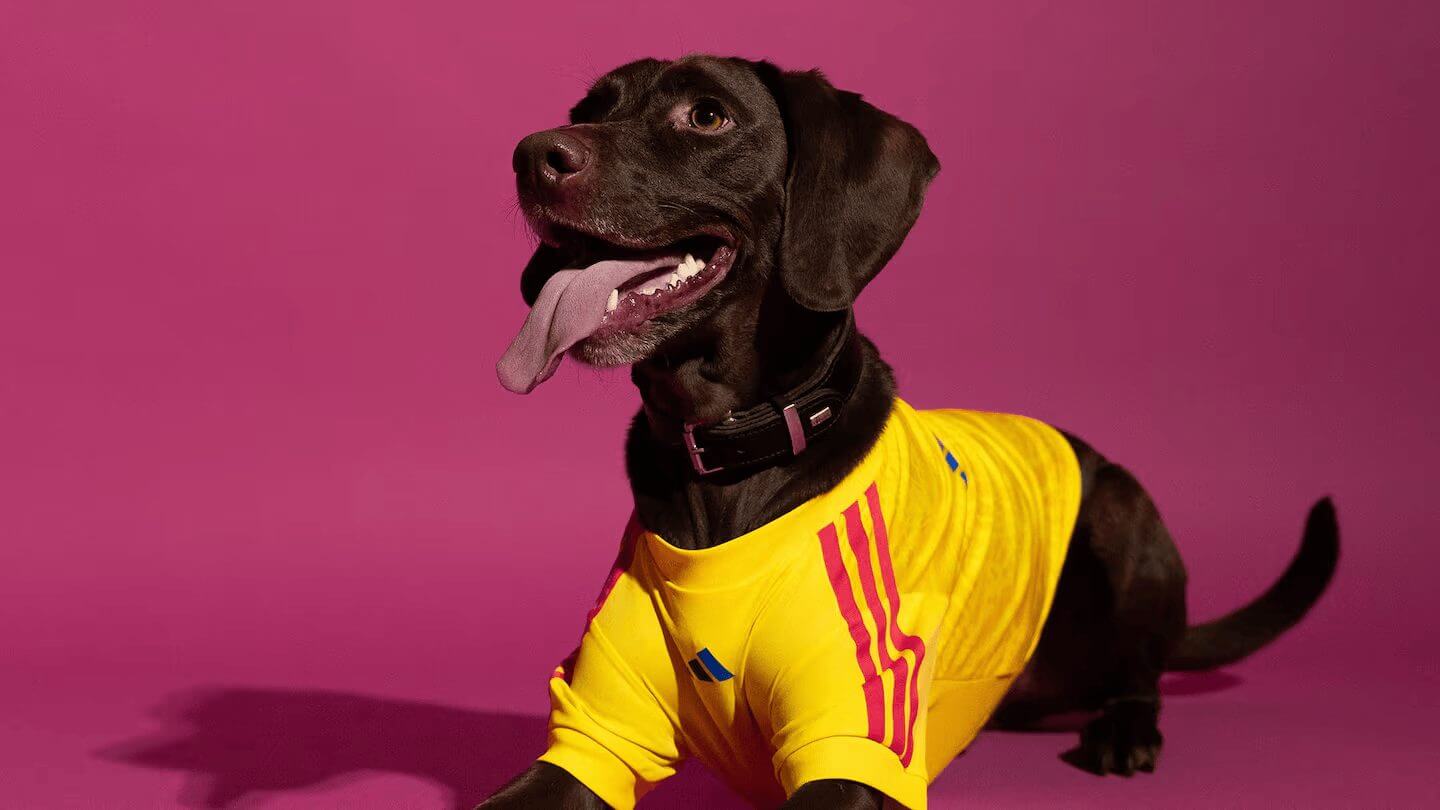 Animal, Canine, Dog, Mammal, pet, Hound